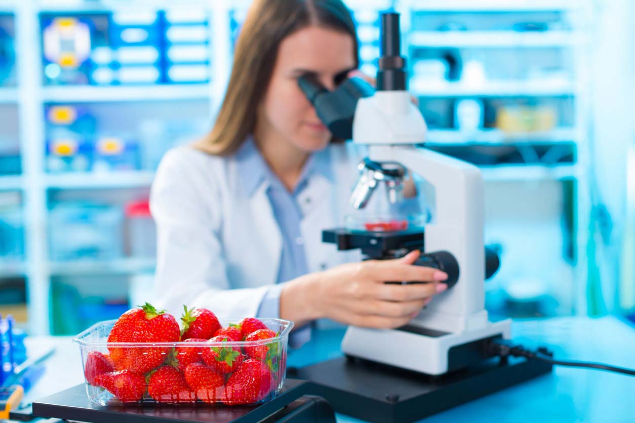 scientist looking at strawberries under microscope